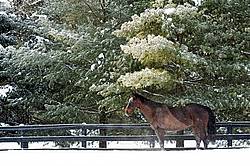 Bay Thoroughbred horse standing outside in the winter under a tree