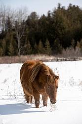 Chestnut pony standing ion deep snow