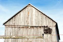 Gray barn cat sitting on top of a fence post