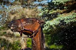 Standardbred mare gettng hosed down 