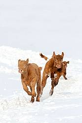 Young Beef Calves Running in the Snow