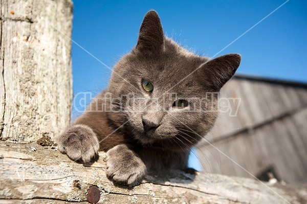 Gray barn cat on top of fence