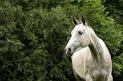 Portrait of gray horse