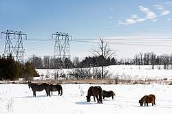 Horses outside in the snow