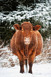 Beef cows standing outside in the snow
