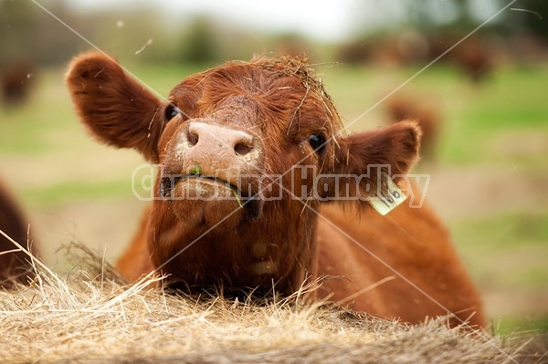 Beef cow scratching on a round bale of hay