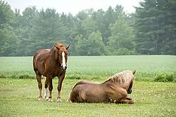 Two Belgian draft horses