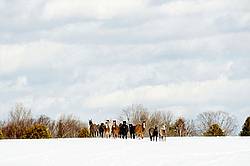 Herd of Rocky Mountain Horses standing on a hilltop in the snow