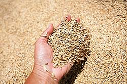 Newly harvested oats