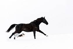 Horse and dog galloping in deep snow