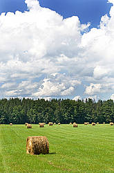 Round bales of hay in a field.