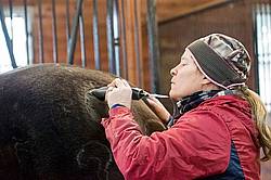 Woman clipping horse