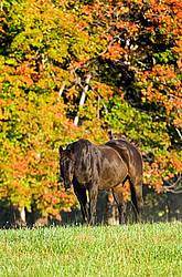 Dark bay horse on autumn pasture