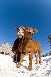 Looking up at beef cows standing in the snow