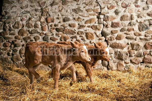 Twin Beef calves