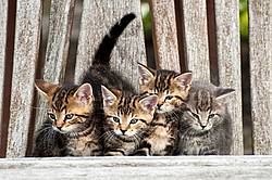 Young baby kittens on wooden bench