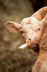 Cute Young Beef Calf