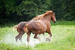 Two Belgian draft horses running through water in the field