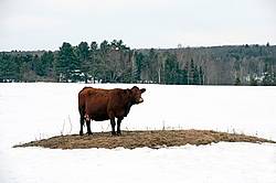 Beef cow standing on piece of ground surrounded by snow