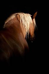 Photo of a Belgian draft horse being lit by barn window