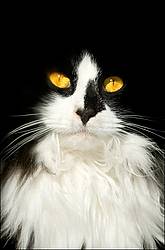 Black and white cat with orange eyes