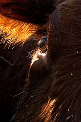 Closeup photo of cow eye