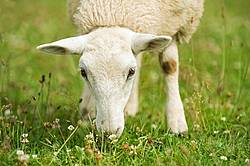 Sheep on summer pasture.