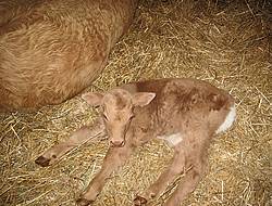 Baby Charolais Calf 