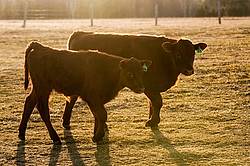 Two beef calves walking side by side in a field