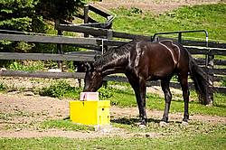 Hanoverian horse drinking water in his paddock