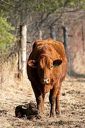 Beef Cow With Calf