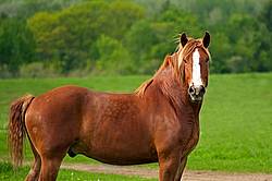 Belgian draft horse gelding 