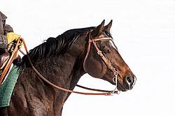 Quarter horse stallion portrait, wearing western bridle