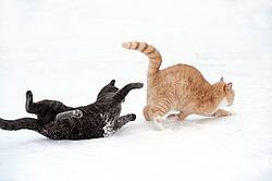 Two cats playing in the snow