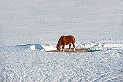 Belgian horse in field of snow