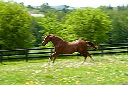 Thoroughbred gelding galloping around his paddock