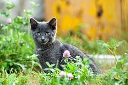 Gray barn kitten sitting in the grass