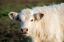 Young Charolais beef calf