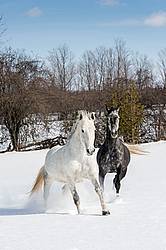 Two horses galloping through deep snow