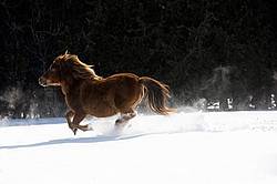 Pony galloping in deep snow