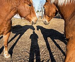 Shadow of person and horses