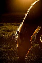 Horse grazing in early evening light