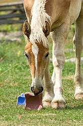 Belgian foals licking salt block.